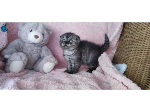 Scotish fold gri beyaz bebekler