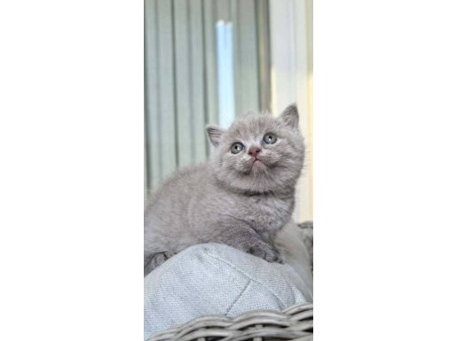 Lilac Yakışıklı British Shorthair Oğlumuz