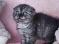 Scotish fold  gri beyaz bebekler