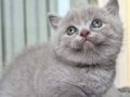 Lilac Yakışıklı British Shorthair Oğlumuz