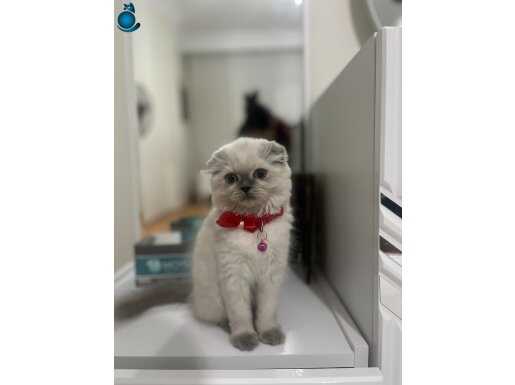 Dünya Güzeli Kız Miniş