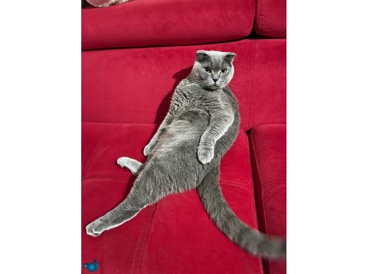 ATLASA YUVA ARIYORUM