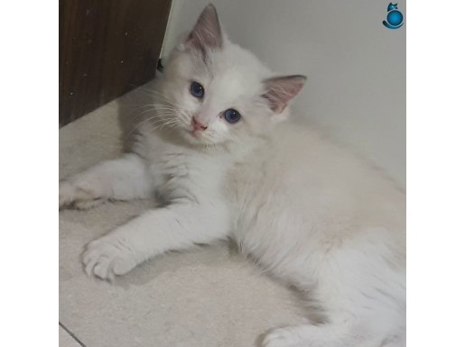 Yavru Erkek Ragdoll