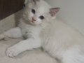 Yavru Erkek Ragdoll