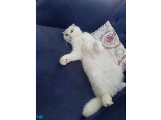 1 yasinda erkek beyaz scottish fold