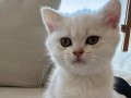Orijinal cins dişi kedi