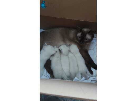 British-Scottish Yavrular Ömürlük Sıcak Yuvalarını Arıyor