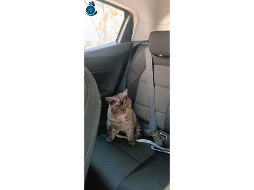 Leo kendine yuva arıyor