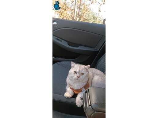 Pars kendine yuva arıyor