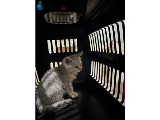 2 Aylık Silver British Shorthair ve Tüm Eşyaları