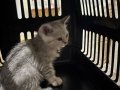 2 Aylık Silver British Shorthair ve Tüm Eşyaları
