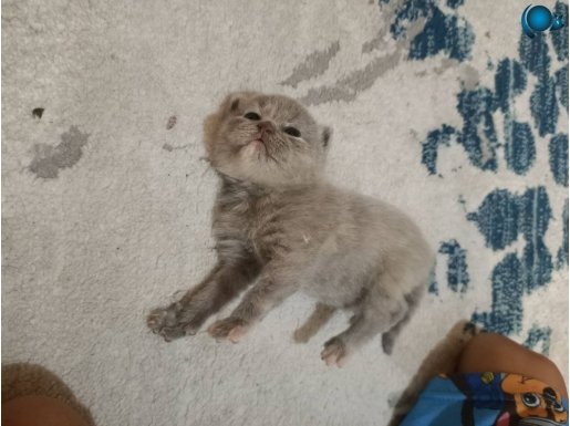 Hayat sizinle güzel 