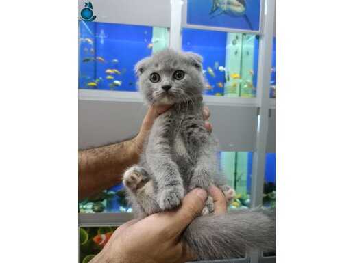 İyilik iyidir canlar 