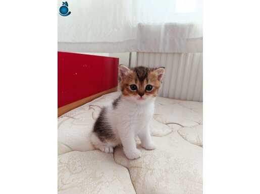 Dünyalar tatlısı British yavrularımız yeni yuvalrını arıyor