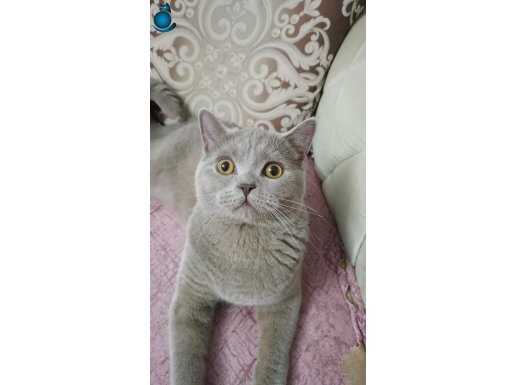 British özel lilac rengi yavrumuza ücretsiz acil yuva 