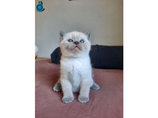 DÜNYA TATLISI SCOTTISH VE BRITISH YAVRULAR