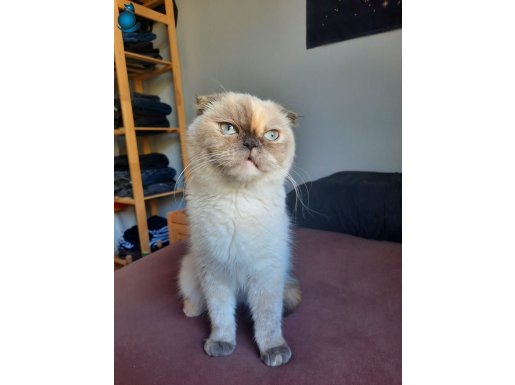 MERCAN GÖZLÜ SCOTTISH FOLD