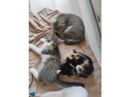 birbirinden güzel 4 adet yavru kedi 2 erkek 2 dişi ömürlük