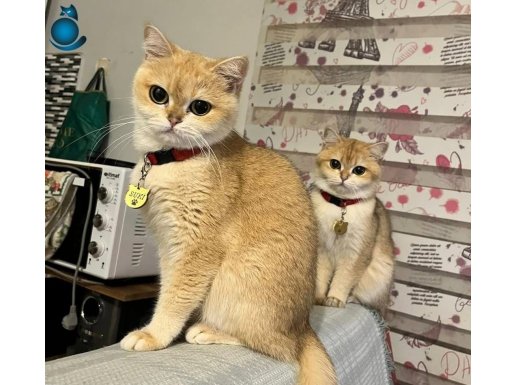 British Shorthair Golden Kız Kardeşler