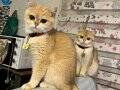 British Shorthair Golden Kız Kardeşler