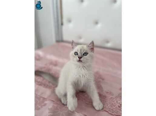 Çok oyuncul tatlı kedim