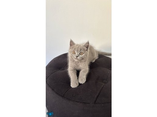 Oyuncu yavru Scottish kedi 