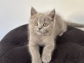 Oyuncu yavru Scottish kedi 