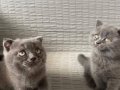 British shorthair yavrular ve Scottish 