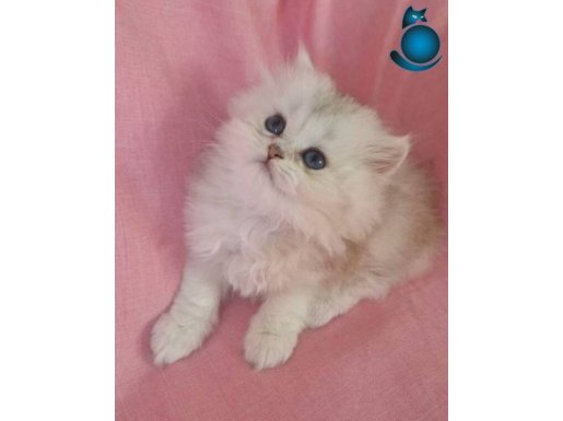Minnoş mu minnoş bir kız ful scr show kalite 