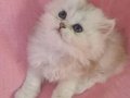 Minnoş mu minnoş bir kız ful scr show kalite 