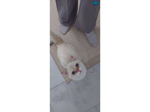 Güzel huylu 