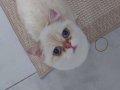 Güzel huylu 