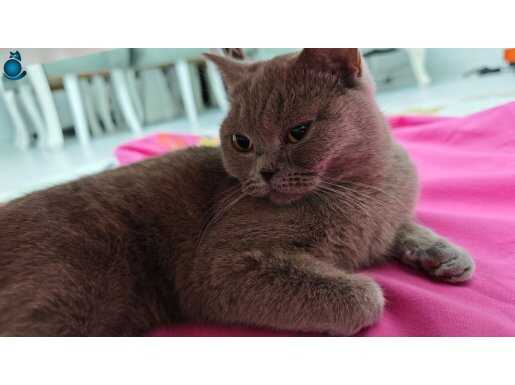 Dişi Sevecen oyun canlısı 