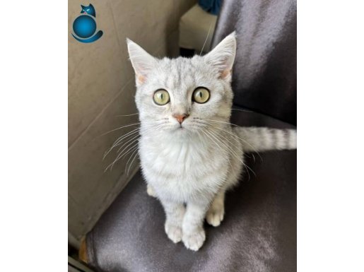 Anne sütü ile büyümüş cins yavru kedi 