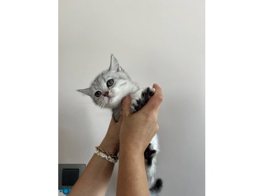 Anne sütü ile büyüdü hiç bi sağlık sorunu yoktur