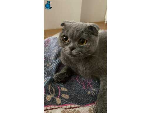 Scottish fold