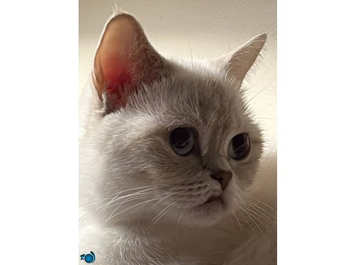 British Shorthair 1 Yaş dişi Wc eğitimli
