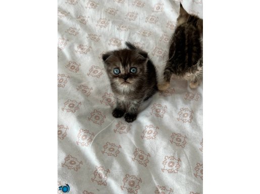 Anne british Kong hair baba scotish fold kedi yavrularim