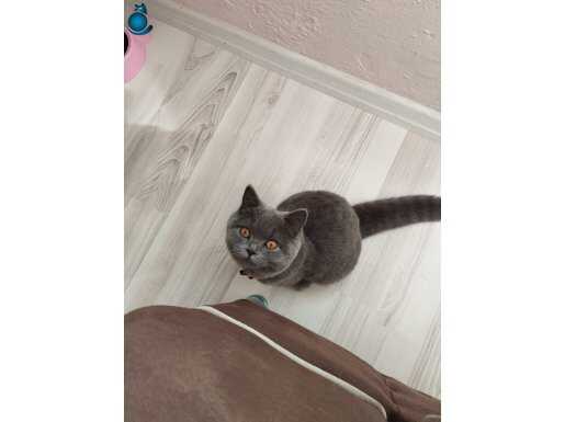 Herşeyi ile beraber verilecek aşıları var 