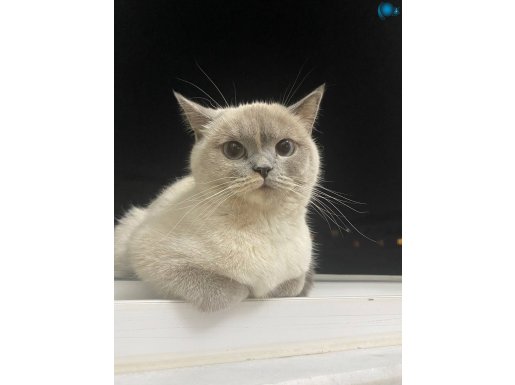 Minik prensesimize ömürlük yuva arıyoruz 