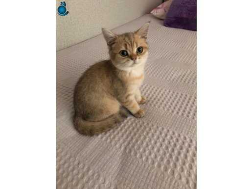 Zümrüt gözlü, altın renkli yakışıklı 3-aylık British 