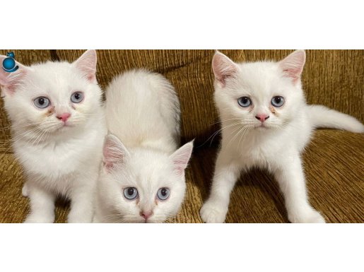 Beyaz mavi gözlü yakışıklı British yavru 