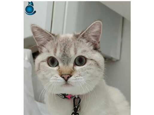 MAMA KARŞILIĞI BRITISH SHORTHAIR(kendim kedim üretici değili