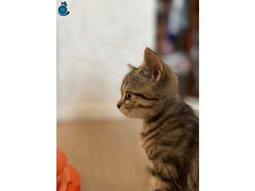 ÜCRETSİZ BRITISH SHORTHAIR 