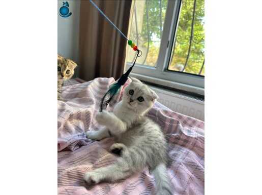 3 aylık Scottish fold 