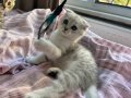 3 aylık Scottish fold 