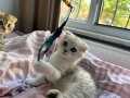 2 aylık Scottish fold 