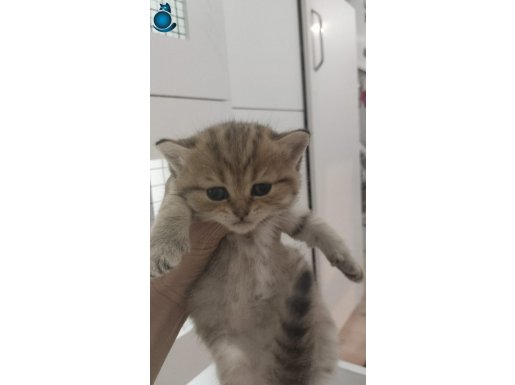 BRİTİSH SHORTHAİR YAVRULAR