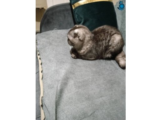 Scottish fold 