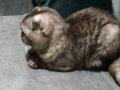 Scottish fold 